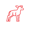 Lambs